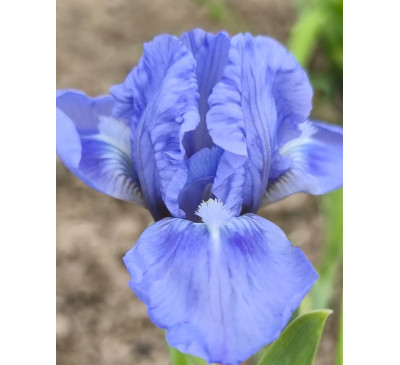 Ірис карликовий Blue Sky